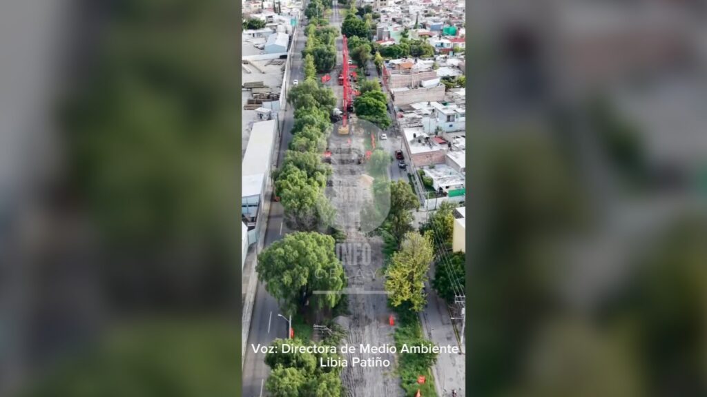 La tala de 424 árboles no es un ecocidio, "es un bien mayor": directora de Medio Ambiente