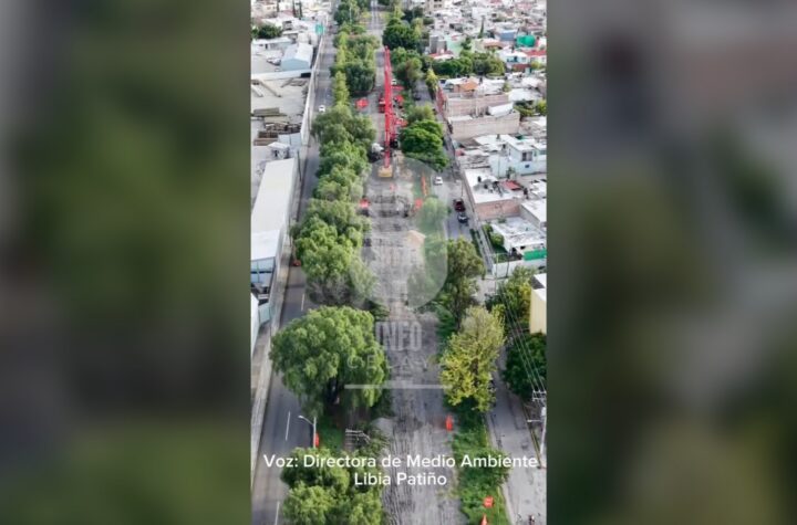 La tala de 424 árboles no es un ecocidio, "es un bien mayor": directora de Medio Ambiente