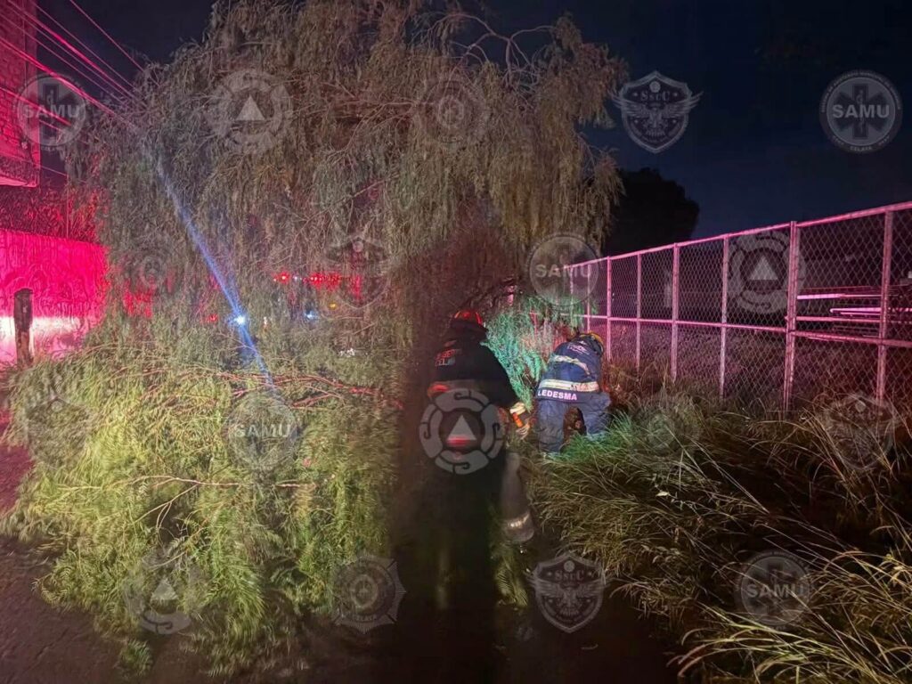 Más de 200 árboles 'muertos en pie' están en peligro de colapsar por las lluvias