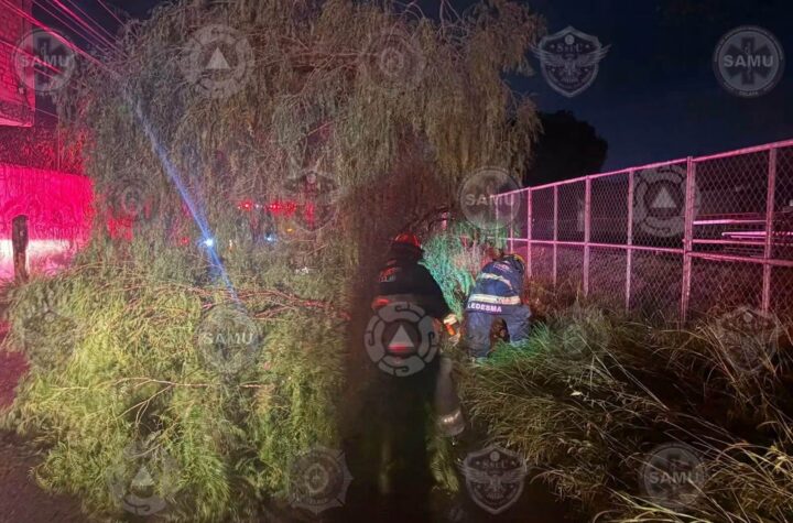 Más de 200 árboles 'muertos en pie' están en peligro de colapsar por las lluvias