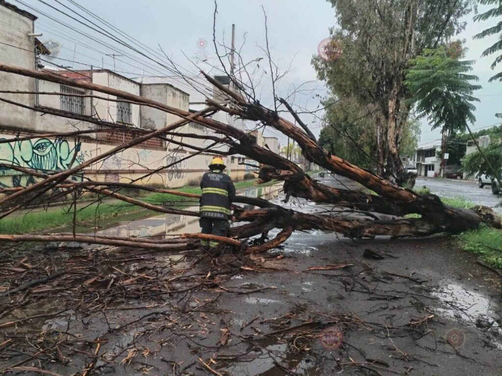 Protección Civil y Bomberos atienden la caída de 17 árboles tras fuertes lluvias en Celaya