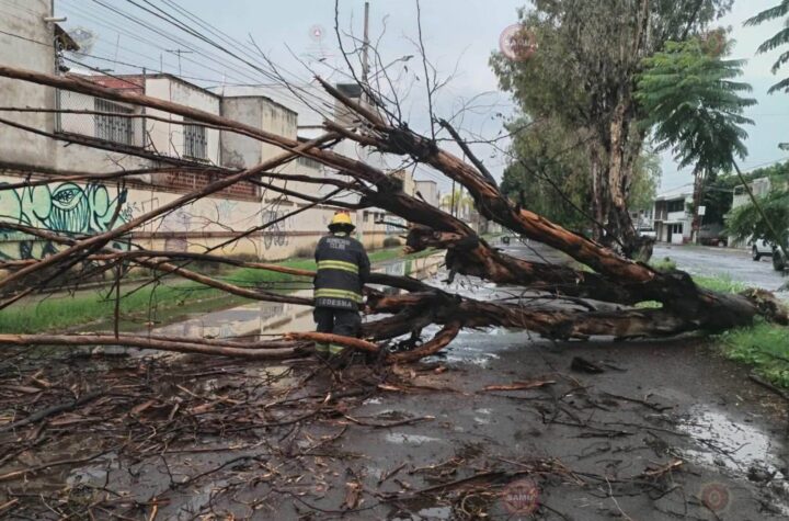 Protección Civil y Bomberos atienden la caída de 17 árboles tras fuertes lluvias en Celaya
