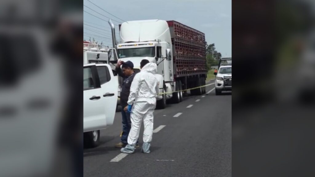 Balacera en la Panamericana por intento de asalto a tráiler con cerdos