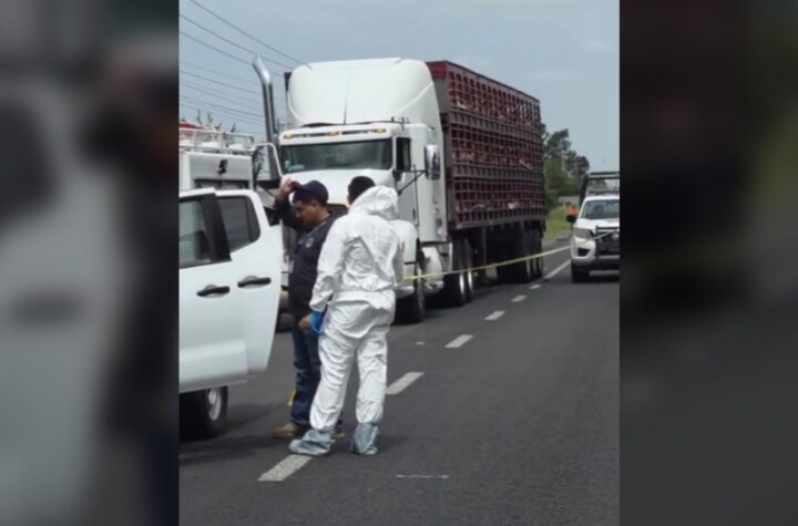 Balacera en la Panamericana por intento de asalto a tráiler con cerdos